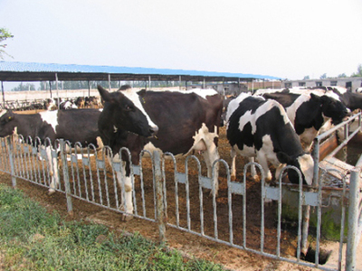 怎么養(yǎng)殖奶牛黑白花奶牛養(yǎng)殖技術要點