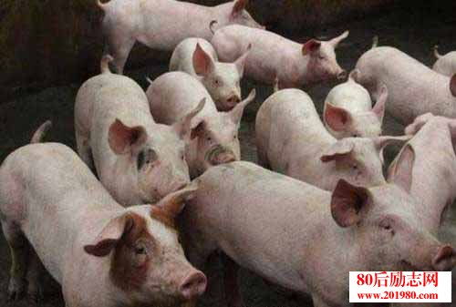 養(yǎng)豬經驗 沼氣液喂豬應注意的事項