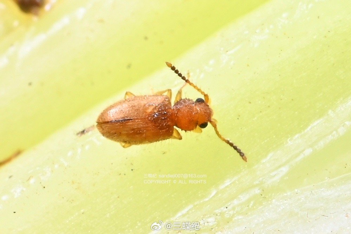 西芹上的微型守護者 龜紋瓢蟲與隱食甲科小甲蟲的生態(tài)角色與飼料潛力