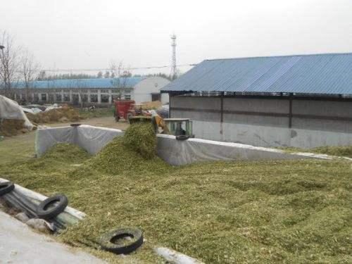 青貯飼料制作的黃金期 掌握關(guān)鍵技術(shù)，成就優(yōu)質(zhì)飼料